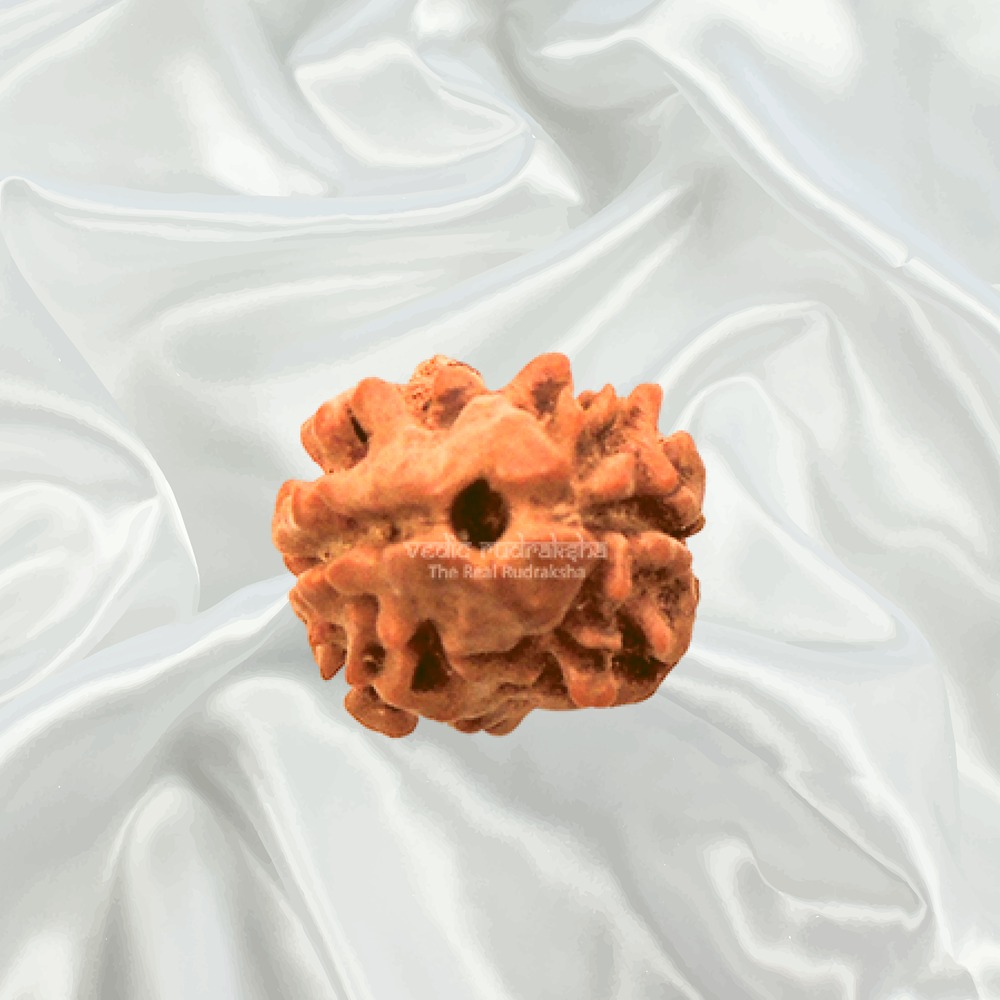 2 Mukhi Nepal Rudraksha Big