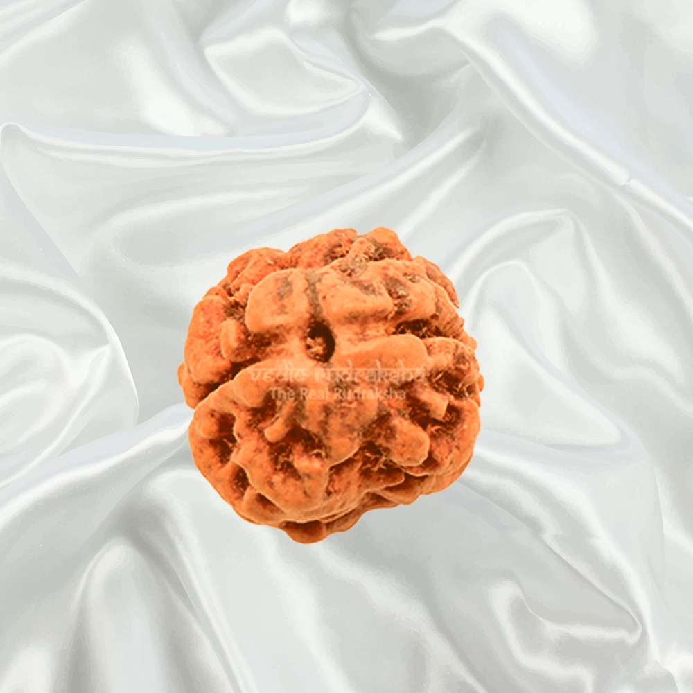 2 Mukhi Nepal Rudraksha Collector