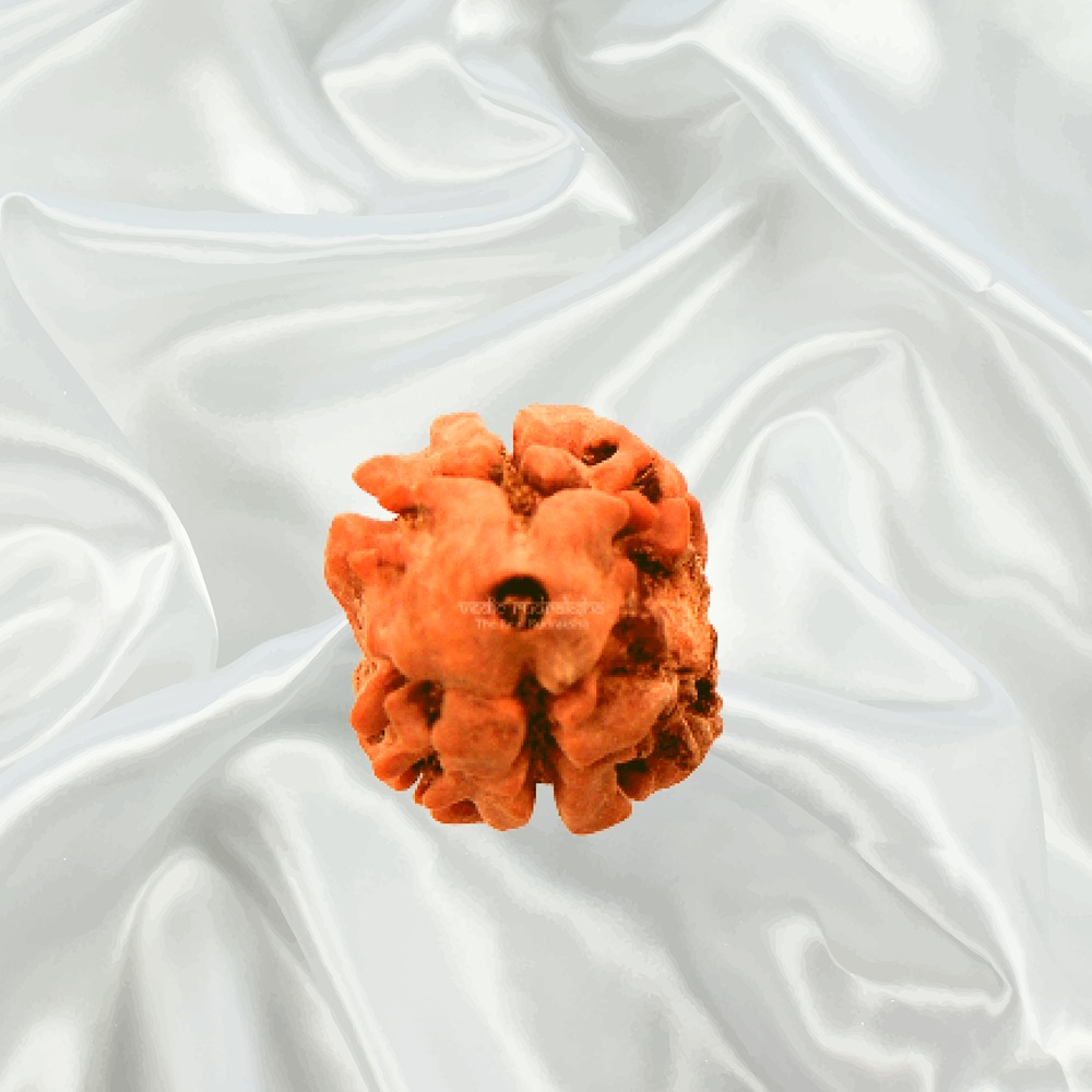 2 Mukhi Rudraksha Medium Nepal