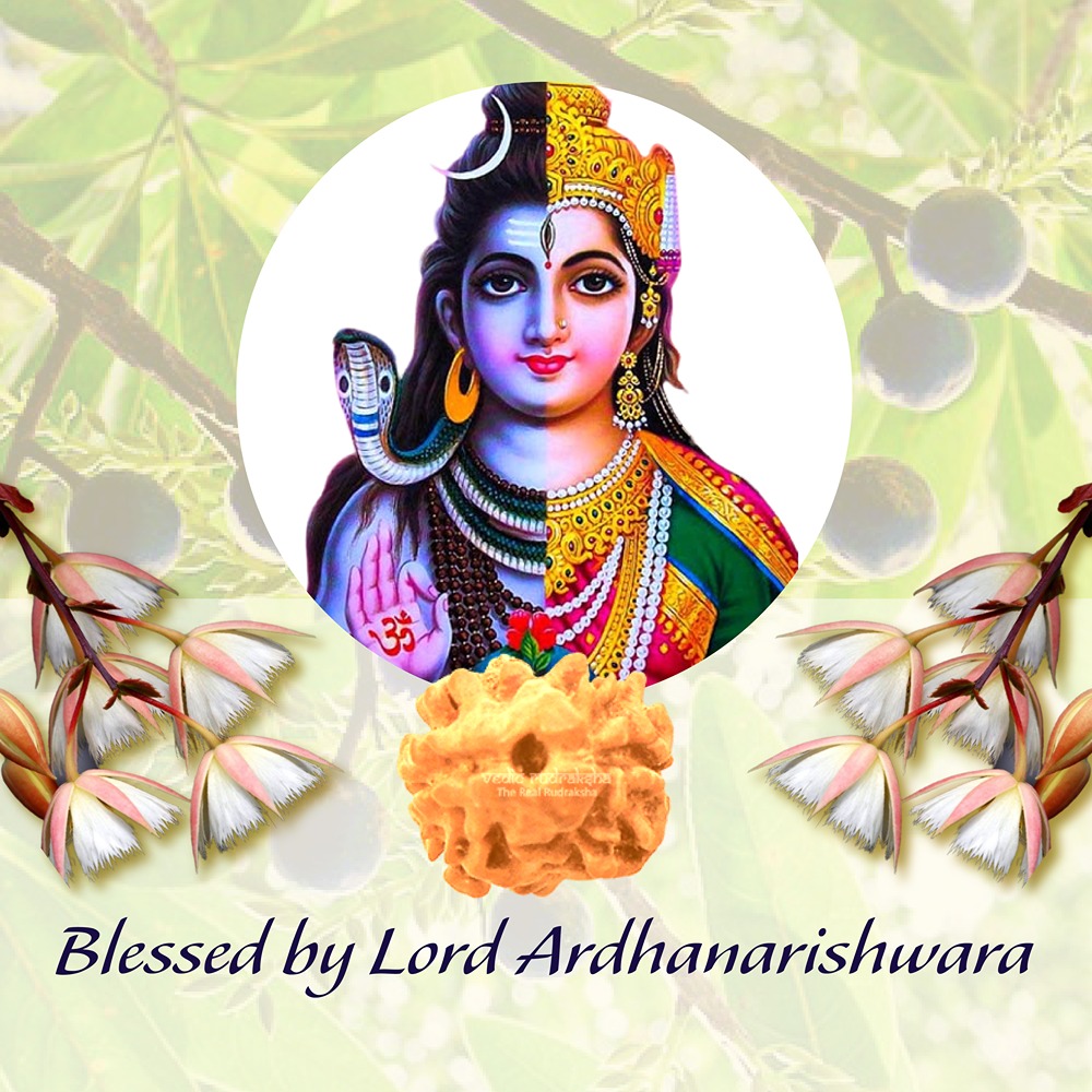 2 Mukhi Rudraksha Nepal Small