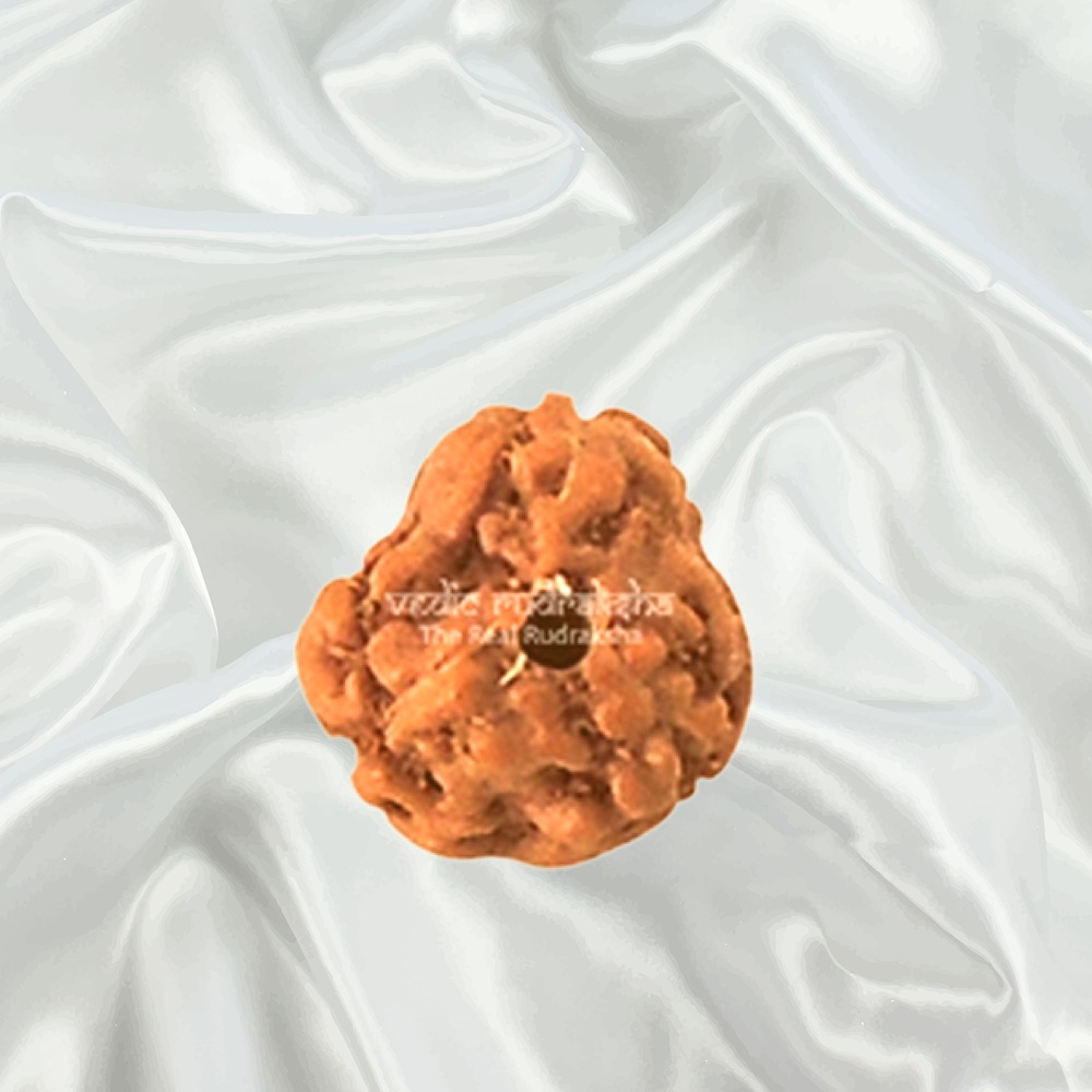 3 Mukhi Indonesian Rudraksha Big