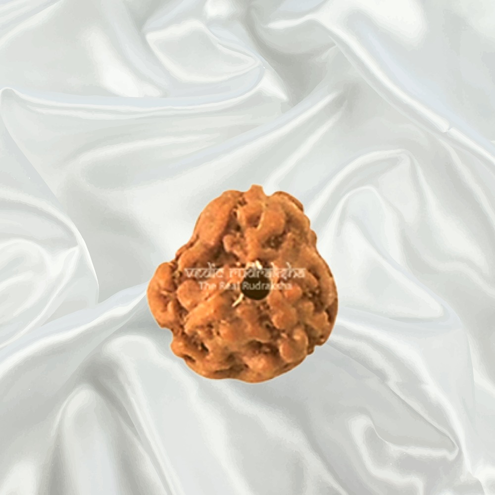 3 Mukhi Indonesian Rudraksha Small
