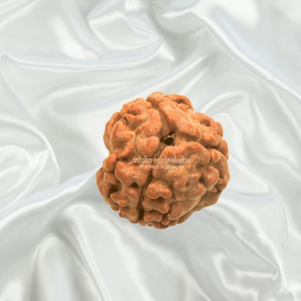 3 Mukhi Nepal Rudraksha Big