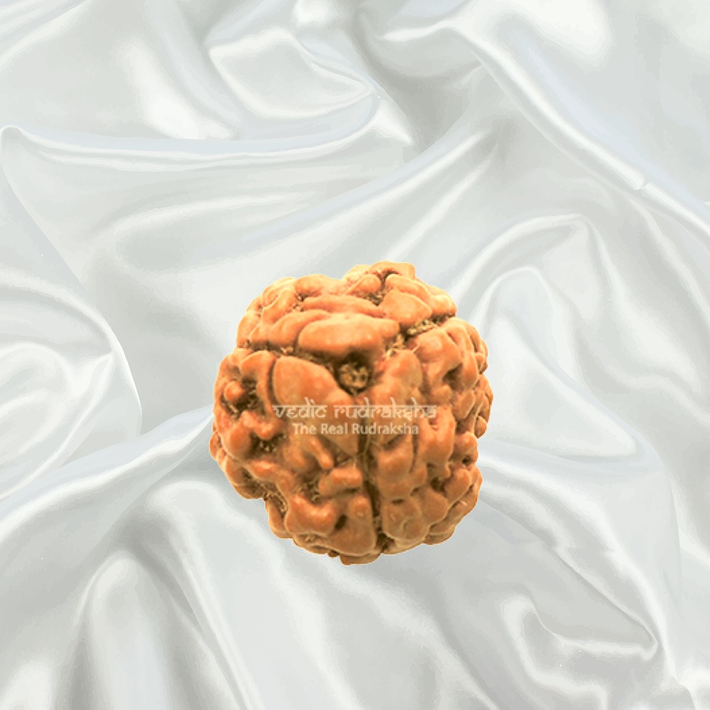 3 Mukhi Nepal Rudraksha Medium