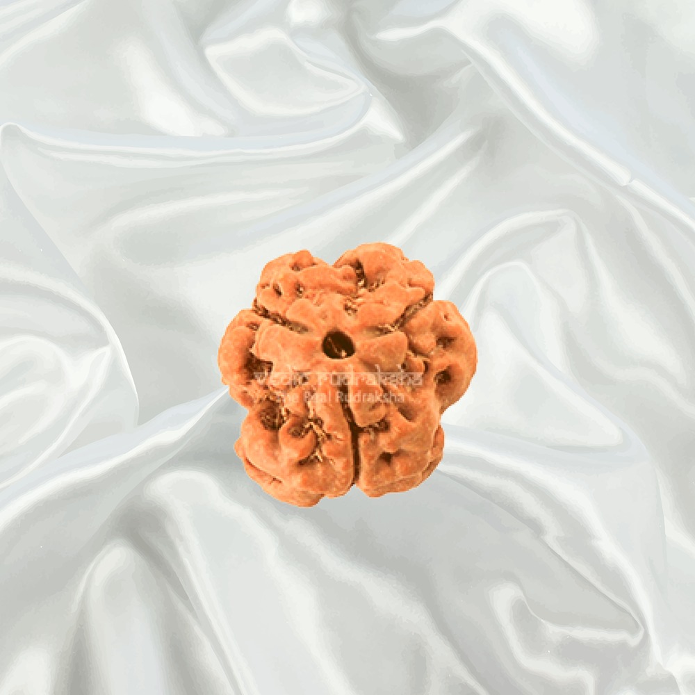 3 Mukhi Nepal Rudraksha Small