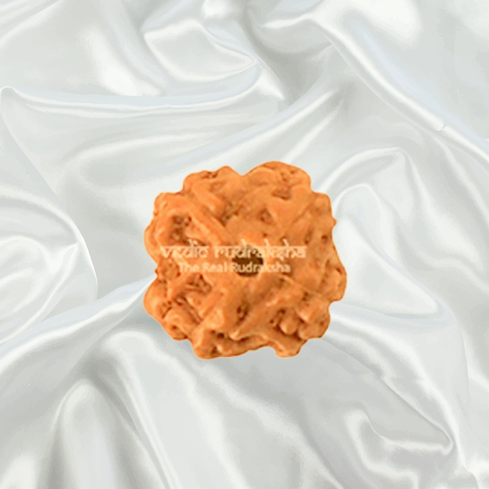 4 Mukhi Indonesian Rudraksha Big