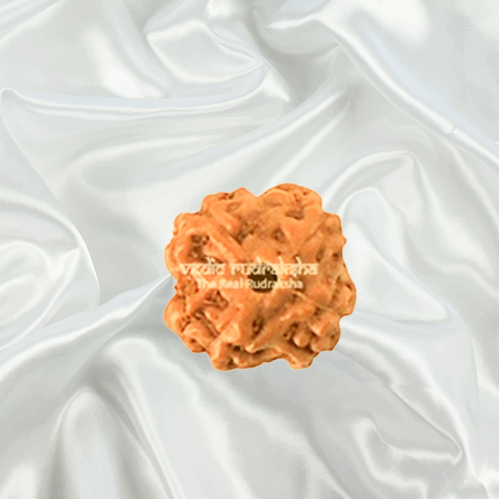 4 Mukhi Indonesian Rudraksha Small
