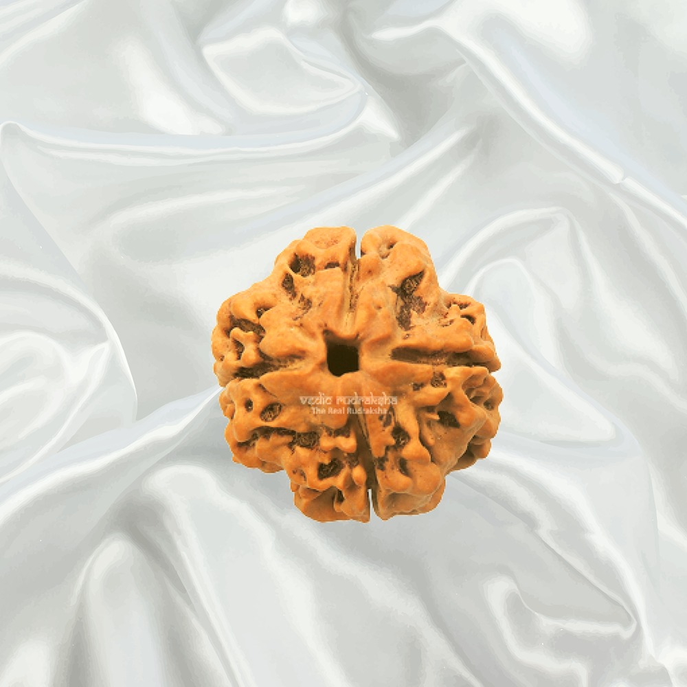 4 Mukhi Nepal Rudraksha Medium