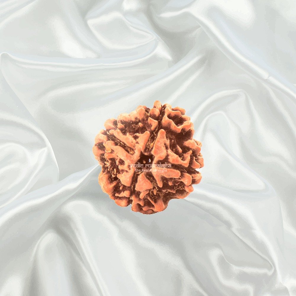 4 Mukhi Nepal Rudraksha Small