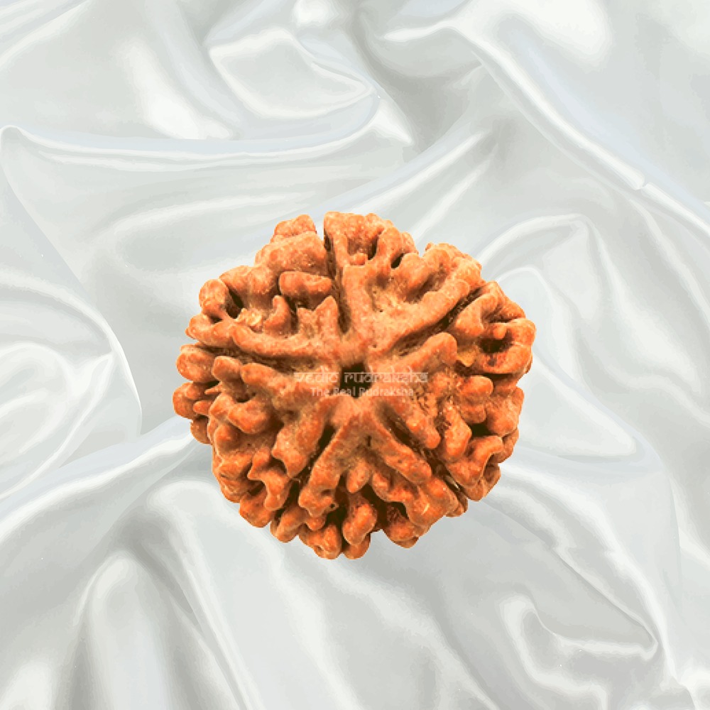 5 Mukhi Nepal Rudraksha Medium
