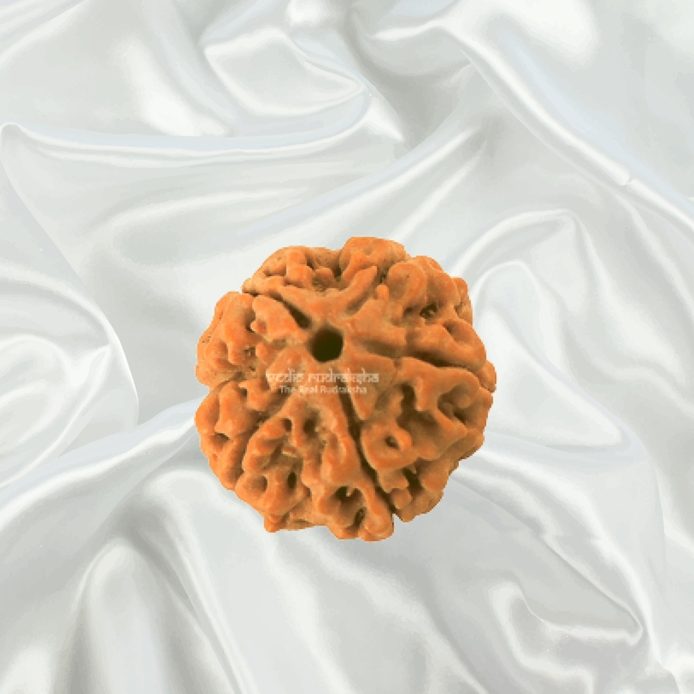5 Mukhi Nepal Rudraksha Small