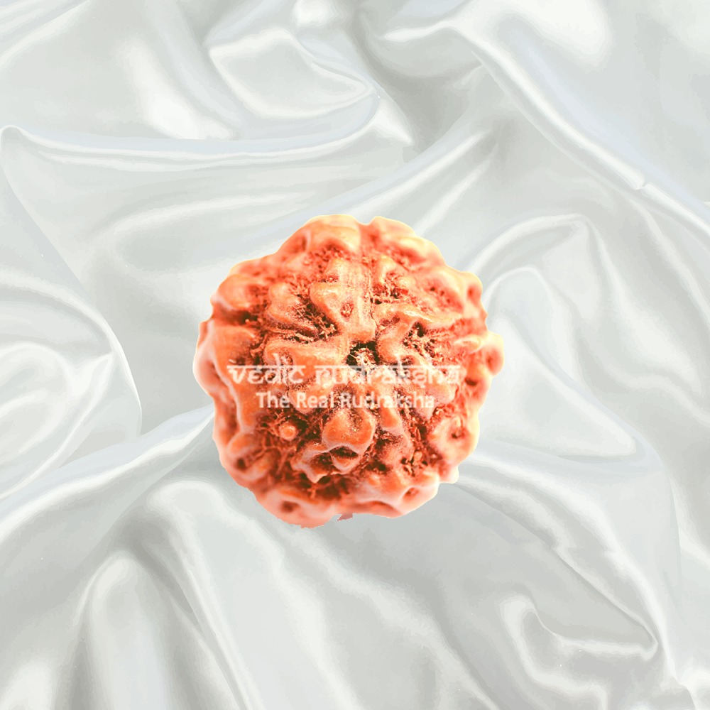 5 Mukhi Rudraksha Indonesian Big