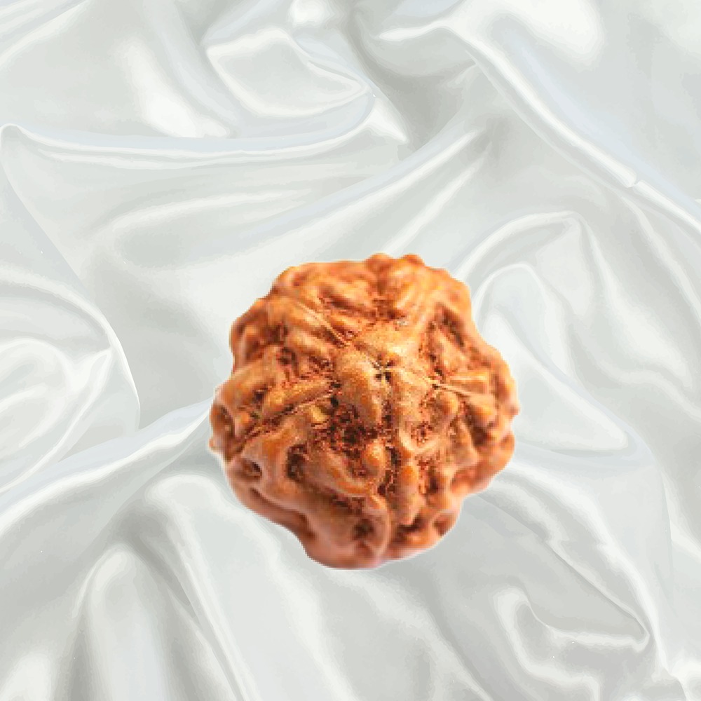 5 Mukhi Rudraksha Indonesian 