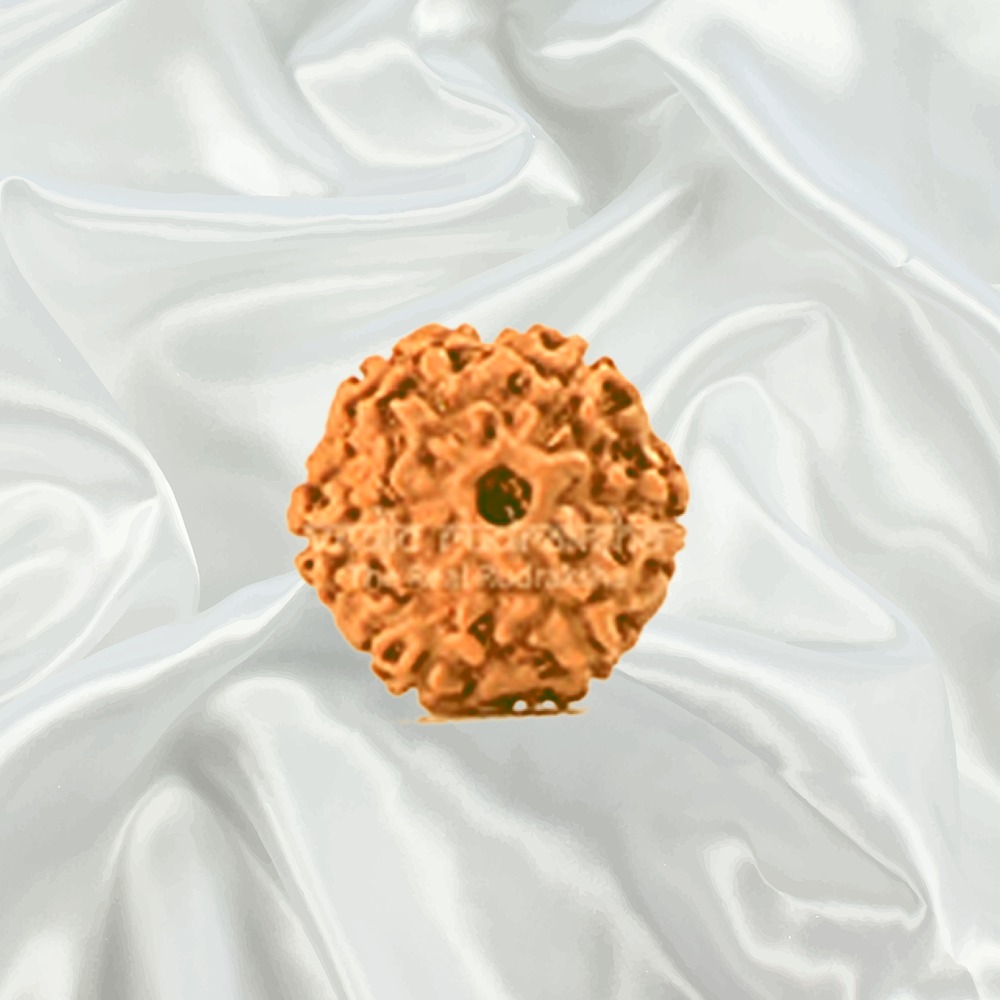 6 Mukhi Indonesian Rudraksha Big