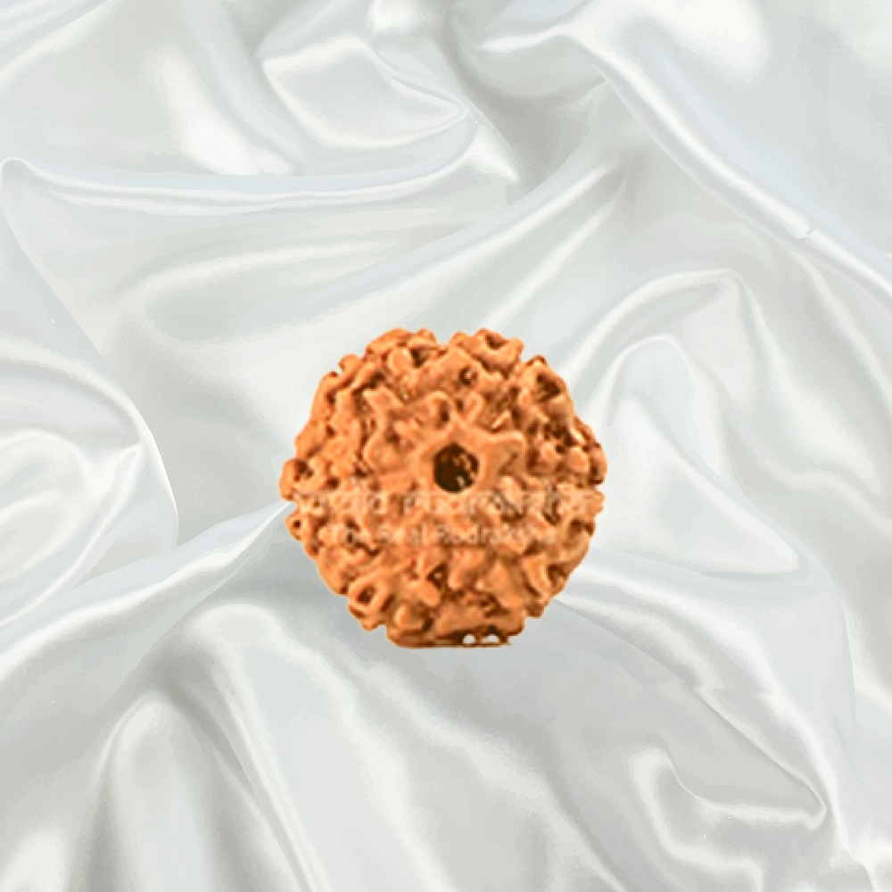6 Mukhi Indonesian Rudraksha Small