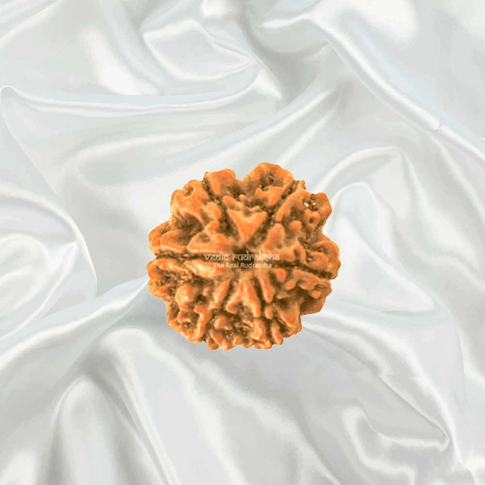6 Mukhi Nepal Rudraksha Medium