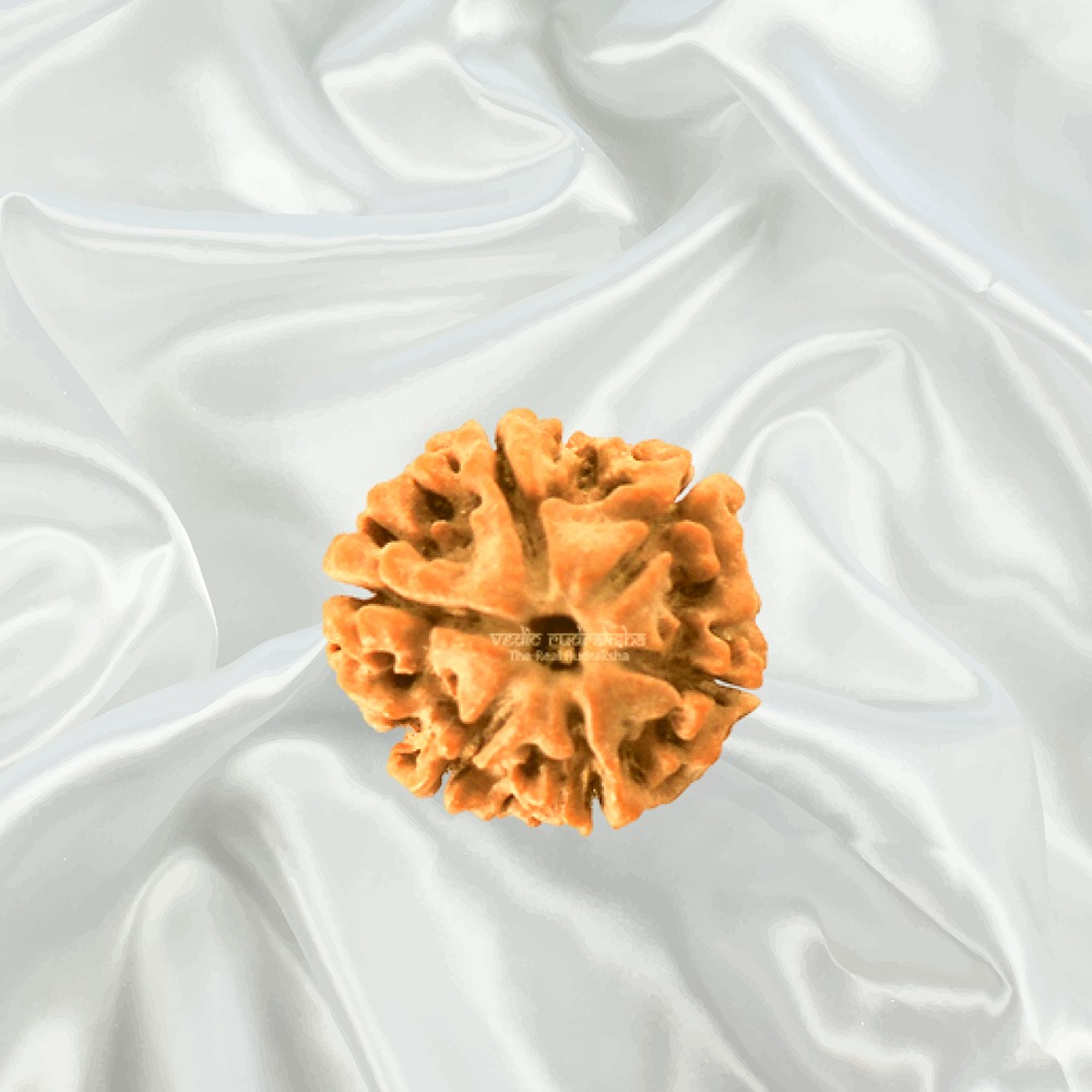 6 Mukhi Nepal Rudraksha Small