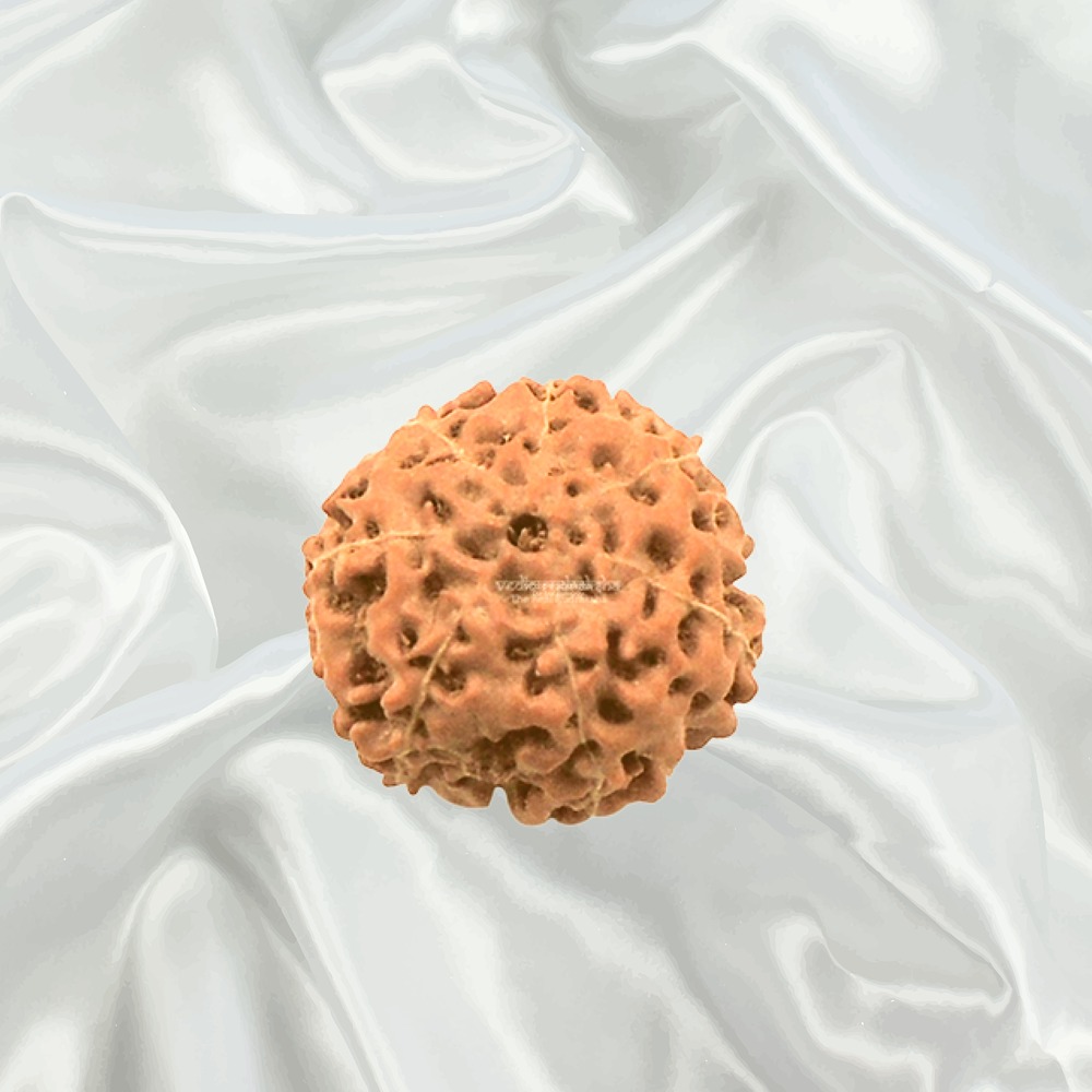 7 Mukhi Indonesian Rudraksha Big