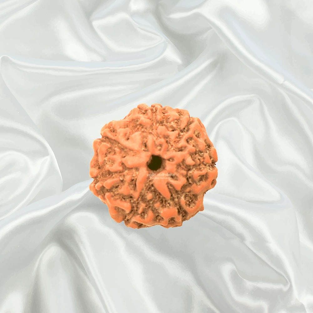 7 Mukhi Indonesian Rudraksha Medium