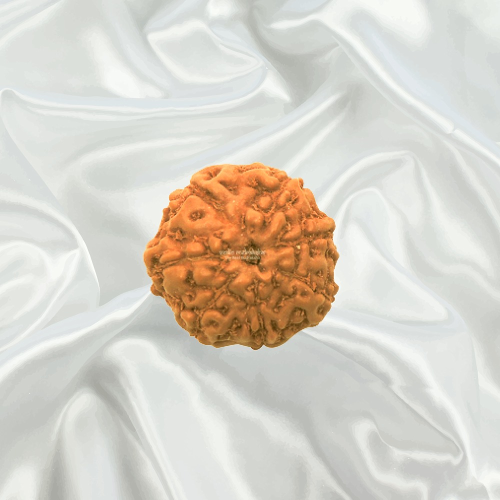 7 Mukhi Indonesian Rudraksha Small