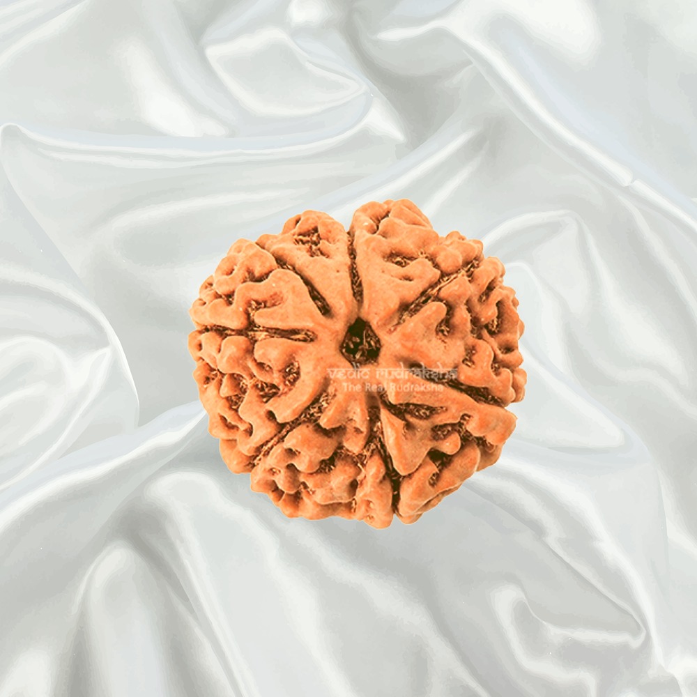 7 Mukhi Nepal Rudraksha Big