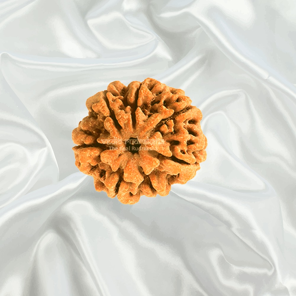 7 Mukhi Nepal Rudraksha Collector