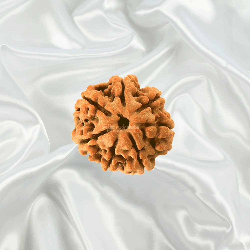 7 Mukhi Nepal Rudraksha Medium