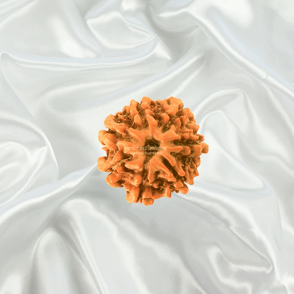 7 Mukhi Nepal Rudraksha Small