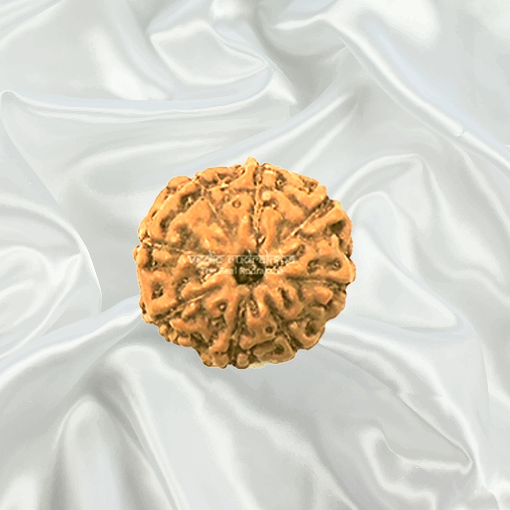 8 Mukhi Indonesian Rudraksha Big