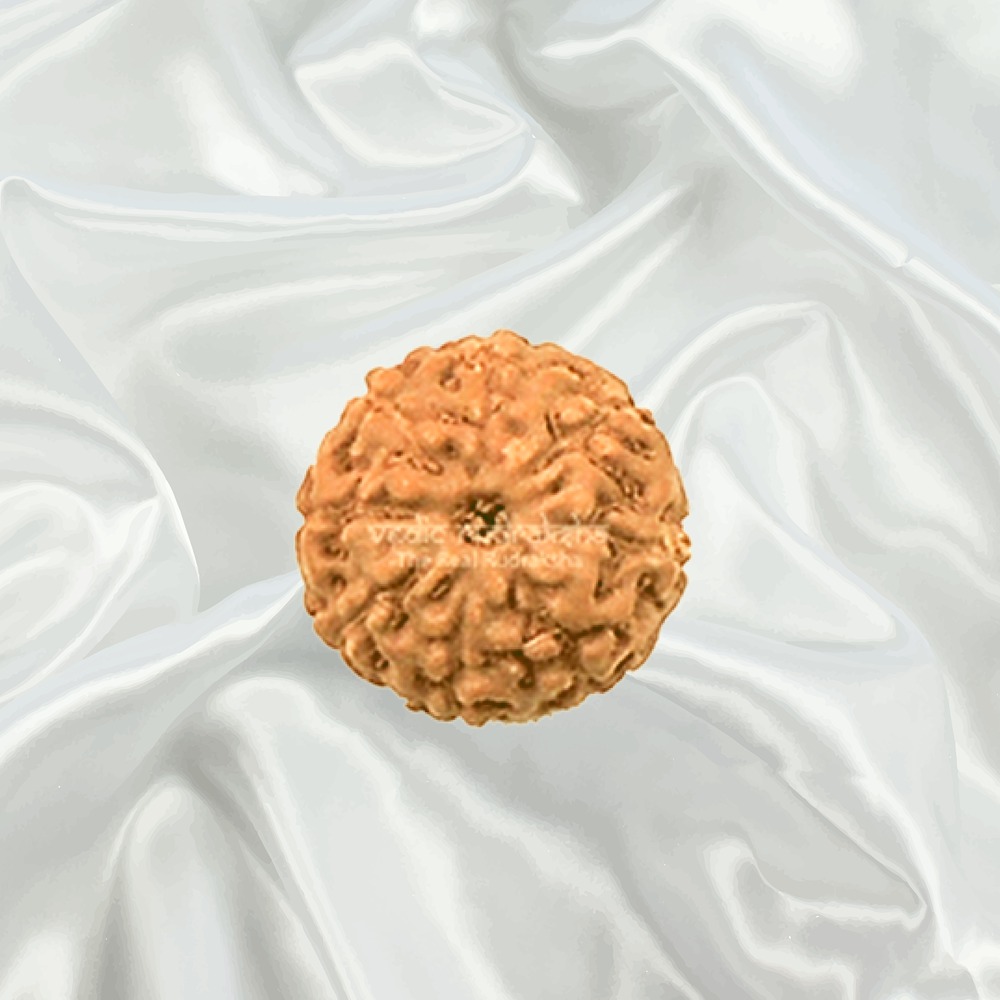 8 Mukhi Indonesian Rudraksha Medium