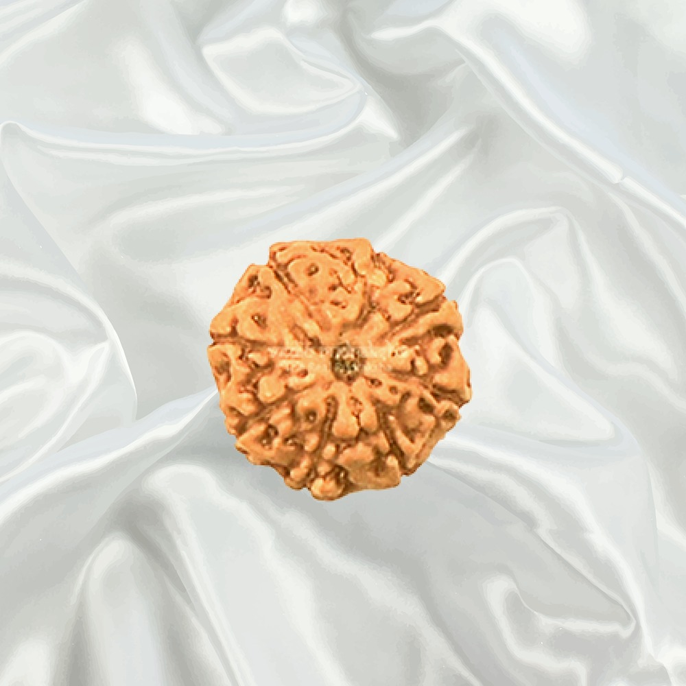 8 Mukhi Indonesian Rudraksha Small