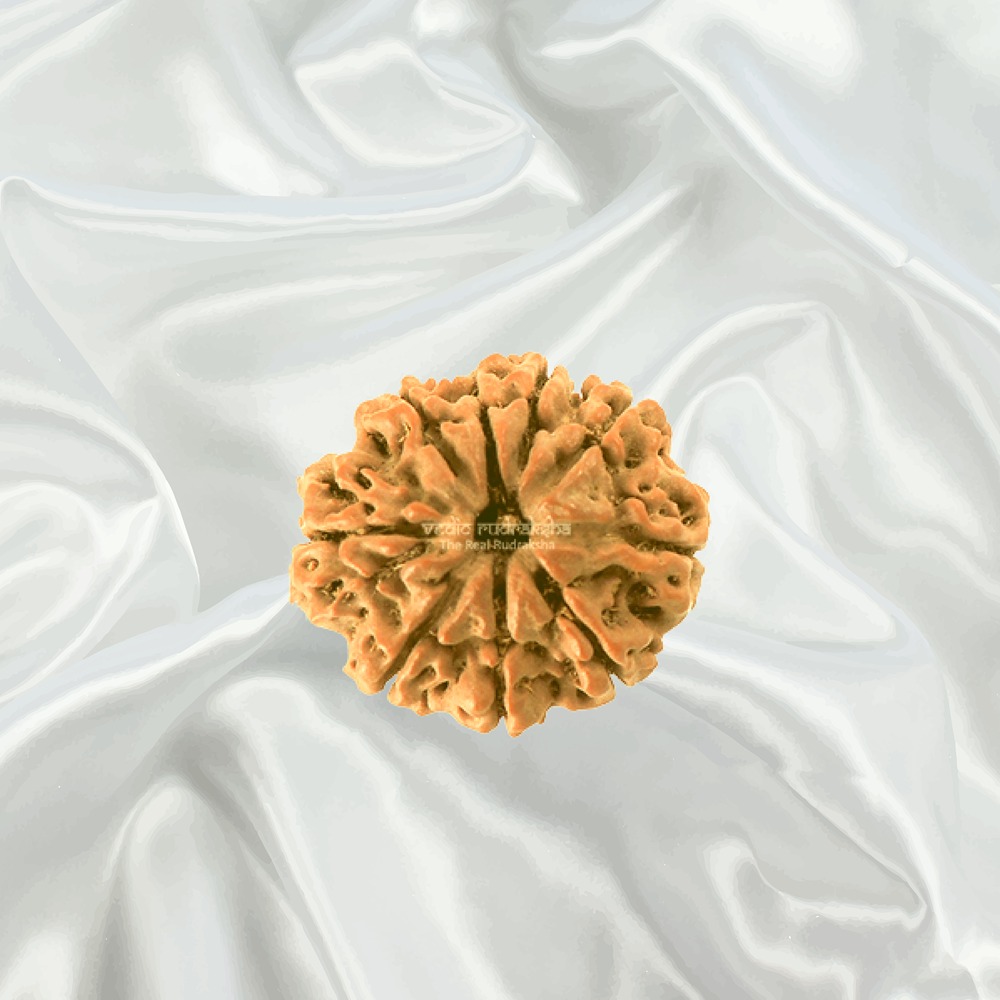 8 Mukhi Nepal Rudraksha Big
