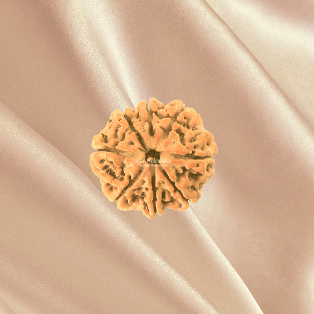 8 Mukhi Nepal Rudraksha Medium