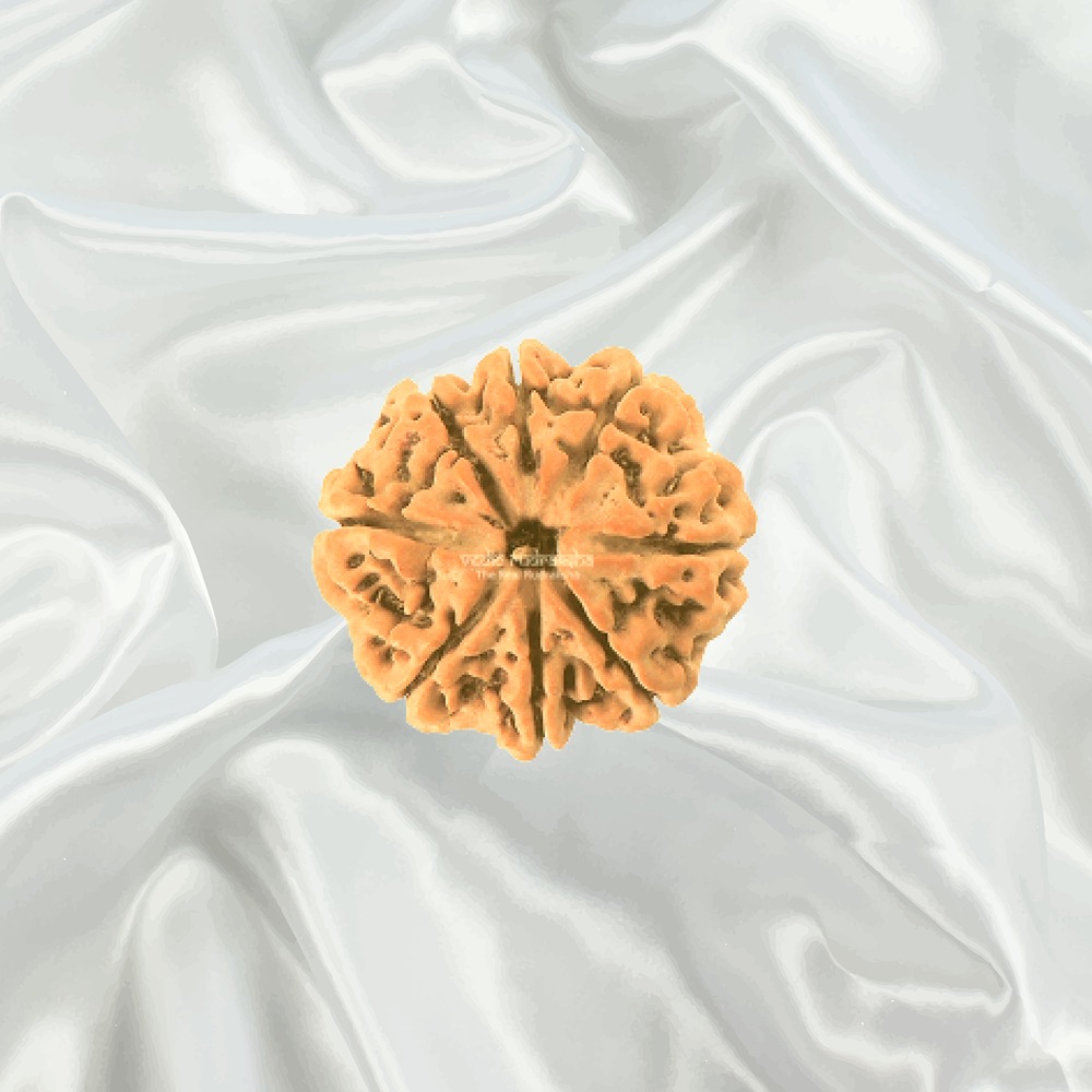8 Mukhi Nepal Rudraksha Medium