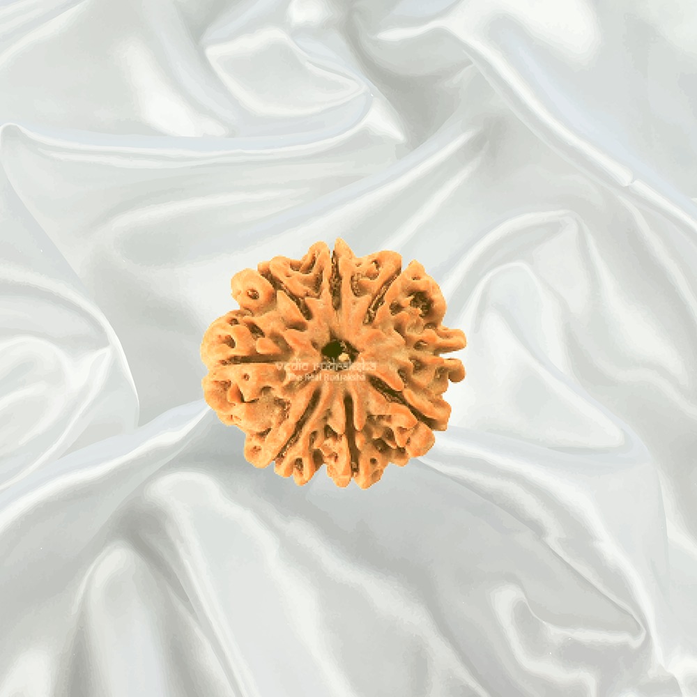 8 Mukhi Nepal Rudraksha Small