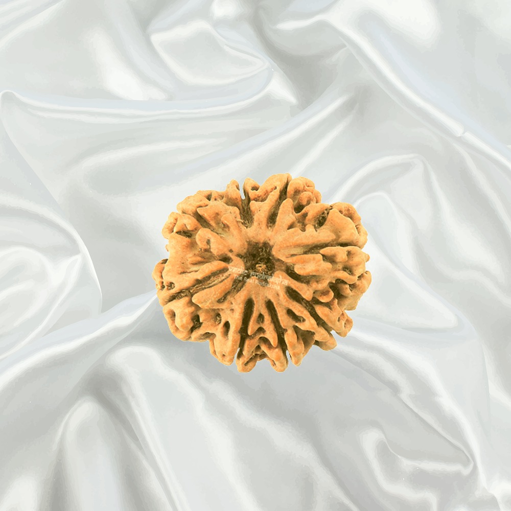 8 Mukhi Nepal Rudraksha Super Collector