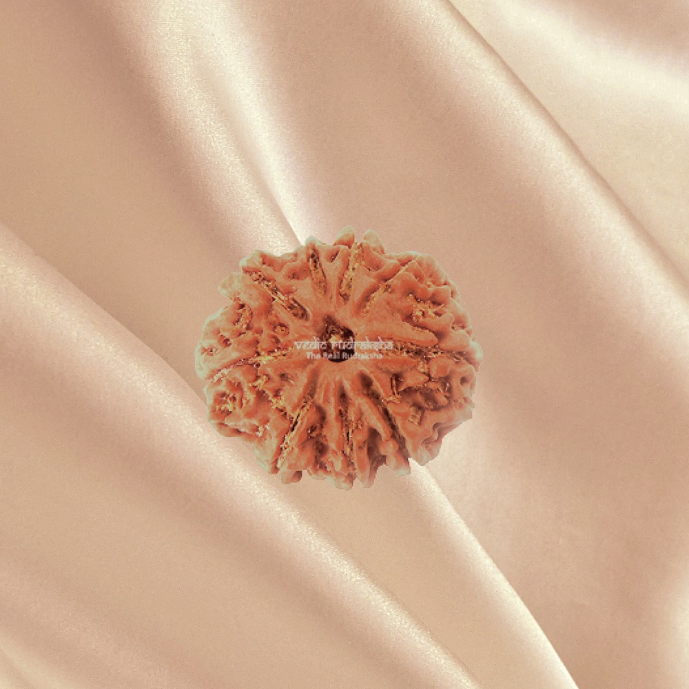 9 Mukhi Nepal Rudraksha Medium