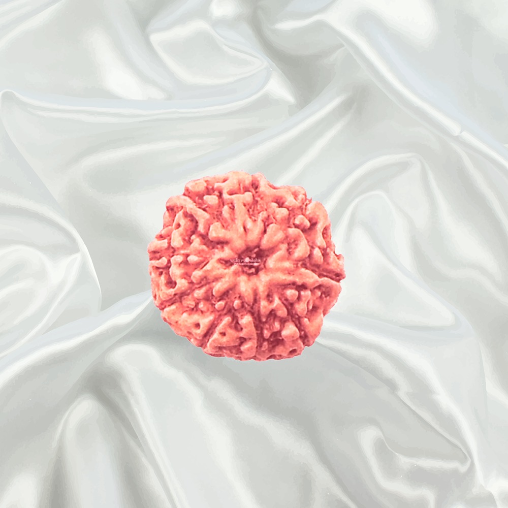 9 Mukhi Indonesian Rudraksha Big
