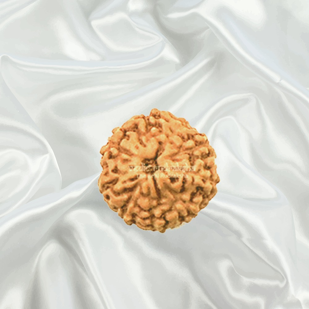 9 Mukhi Indonesian Rudraksha Medium