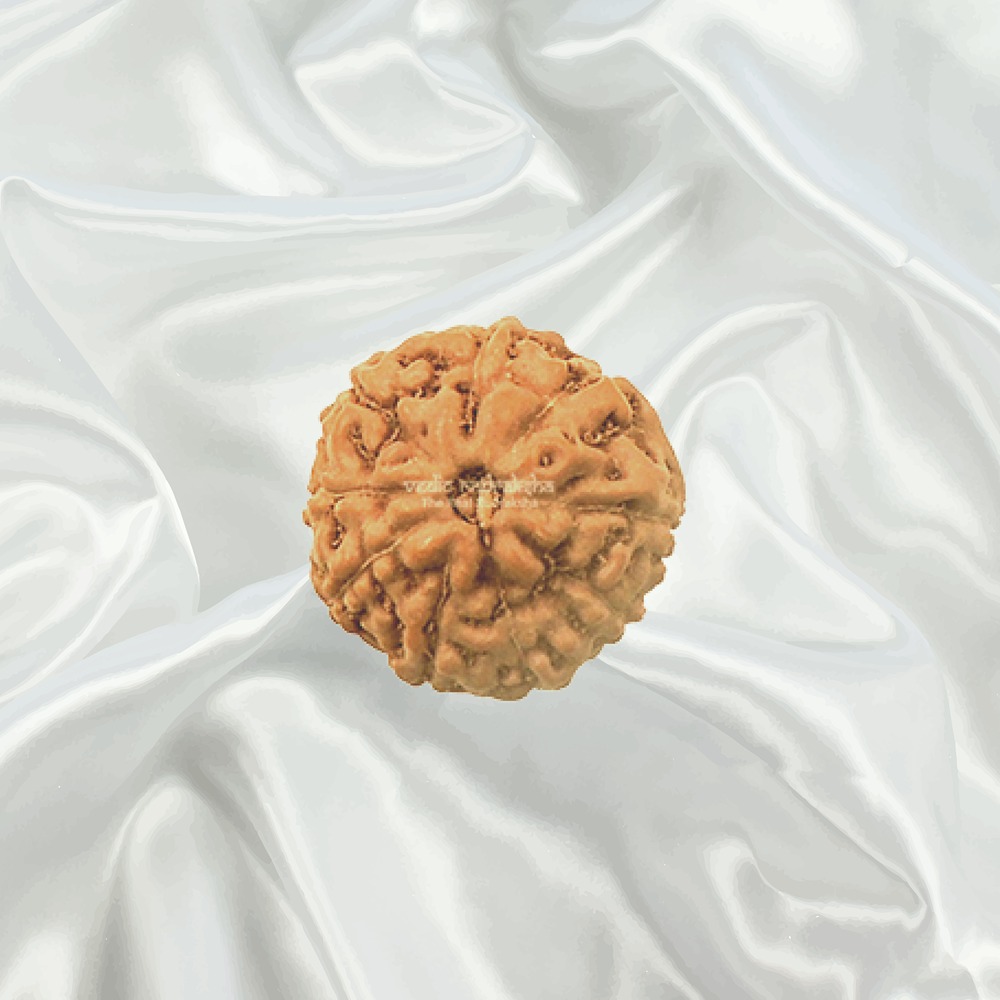 9 Mukhi Indonesian Rudraksha Small