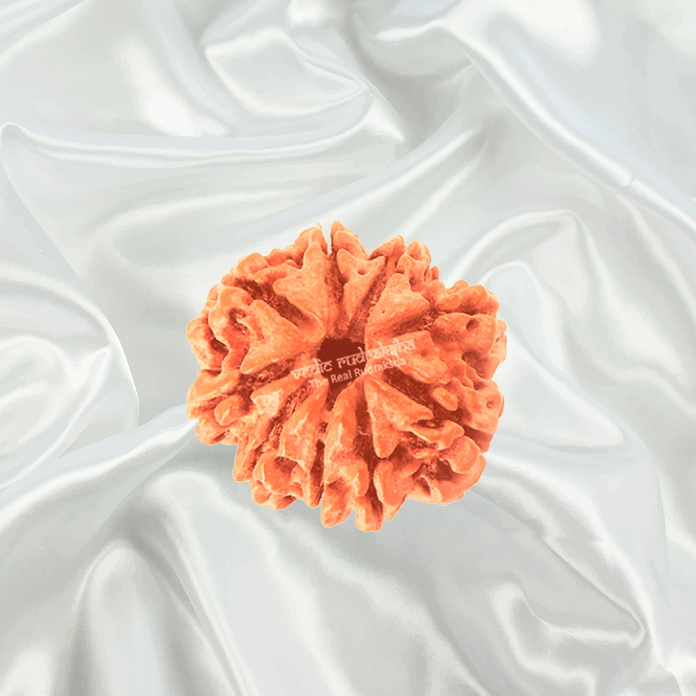 9 Mukhi Nepal Rudraksha Big
