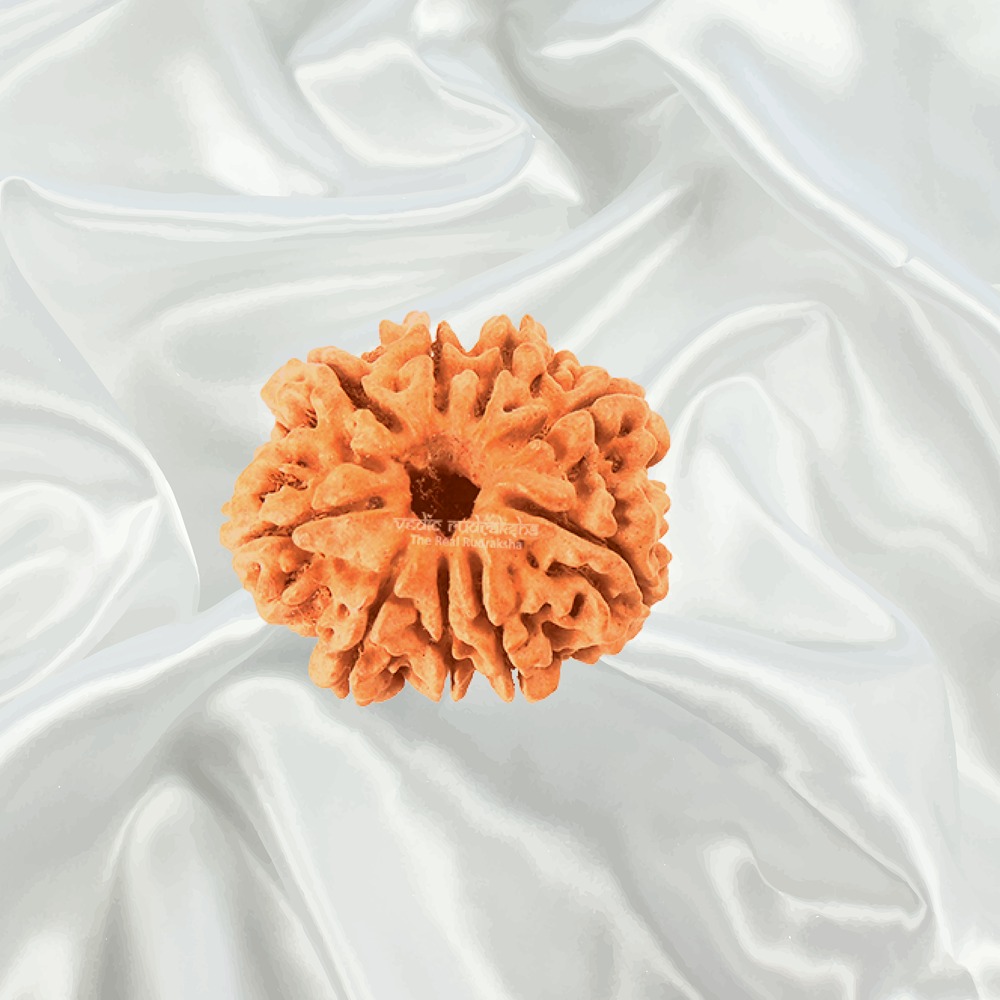 9 Mukhi Nepal Rudraksha Collector