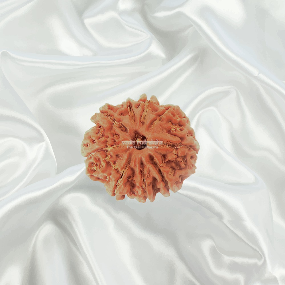 9 Mukhi Nepal Rudraksha Medium
