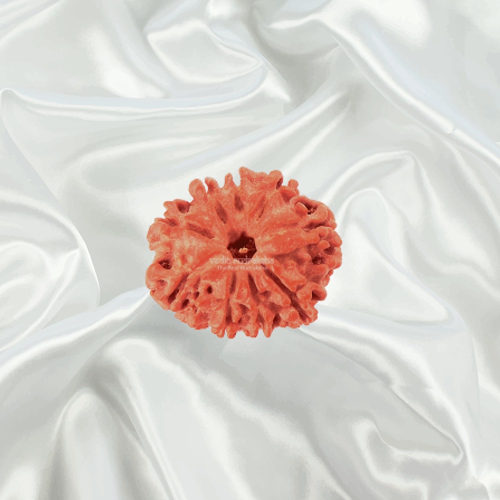 9 Mukhi Nepal Rudraksha Small
