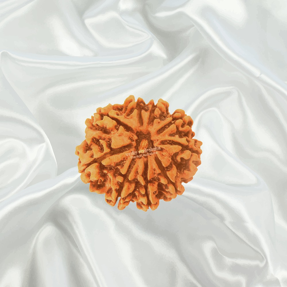 9 Mukhi Nepal Rudraksha Super Collector