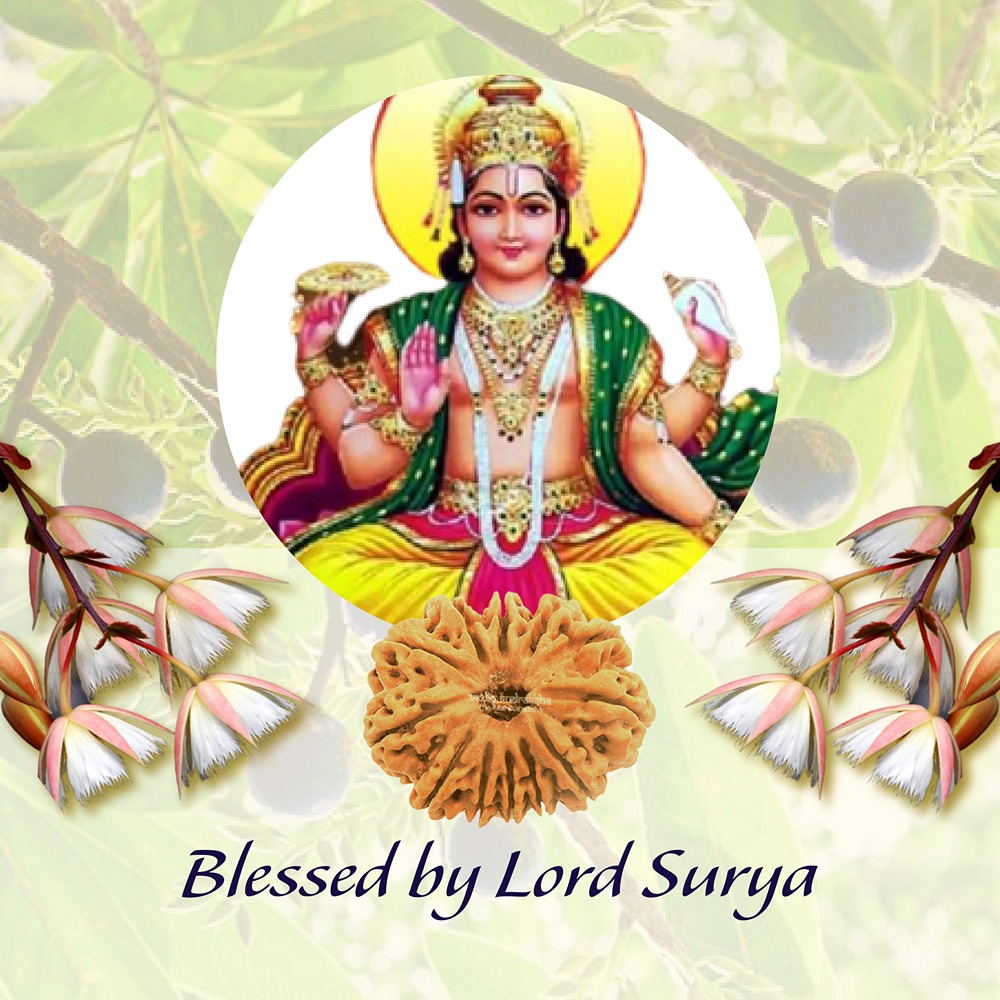 12 Mukhi Nepal Rudraksha Small