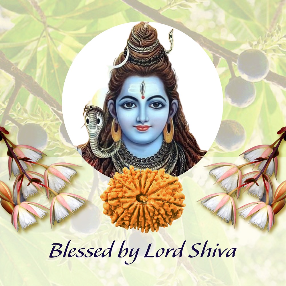 14 Mukhi Nepal Rudraksha Medium