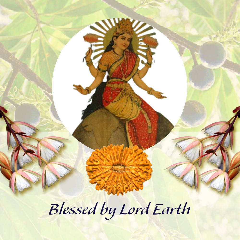 18 Mukhi Nepal Rudraksha Small