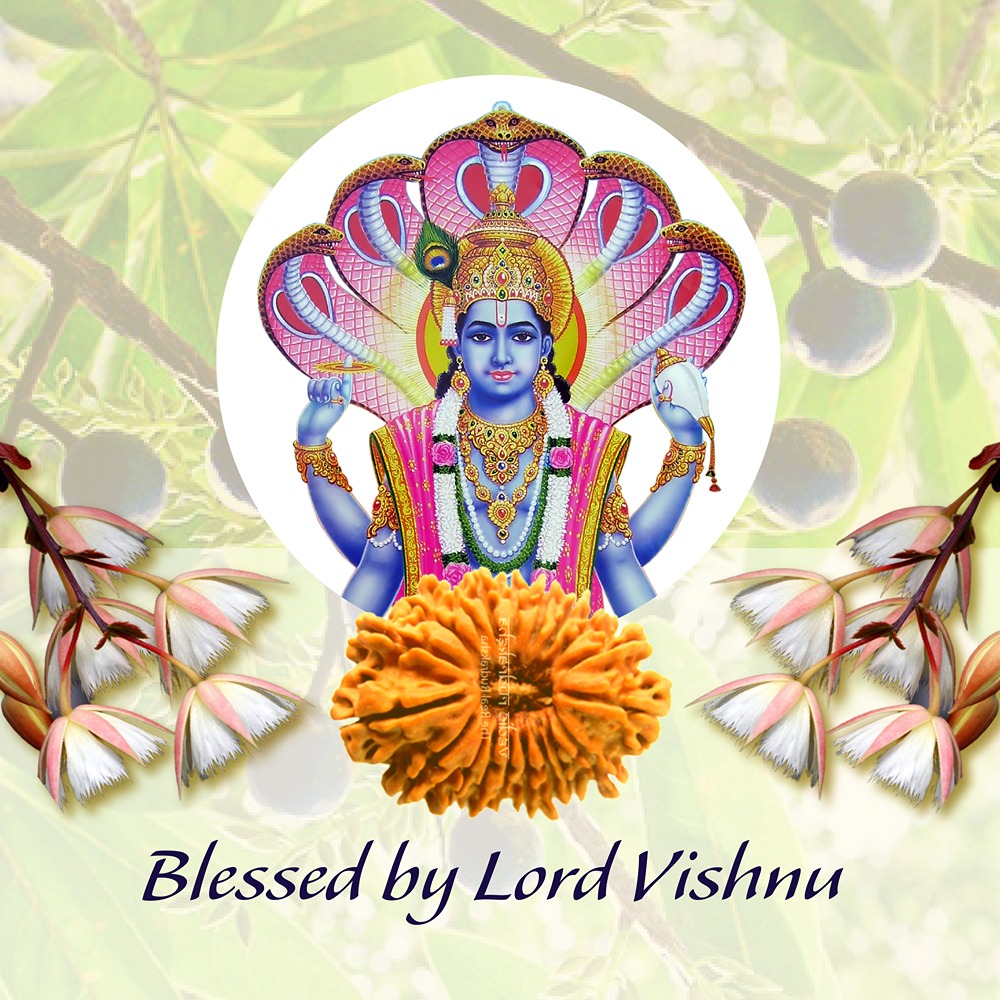 19 Mukhi Nepal Rudraksha Collector