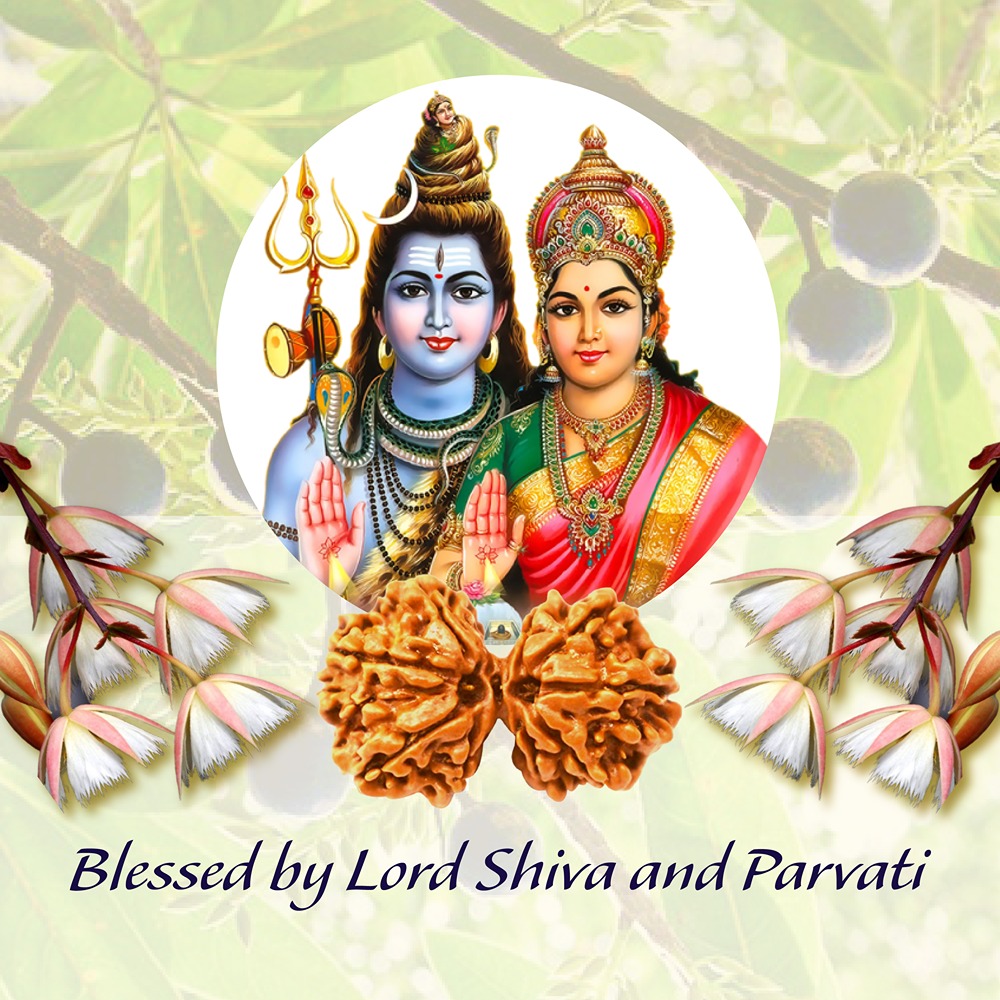 Gaurishankar Rudraksha Medium Nepal